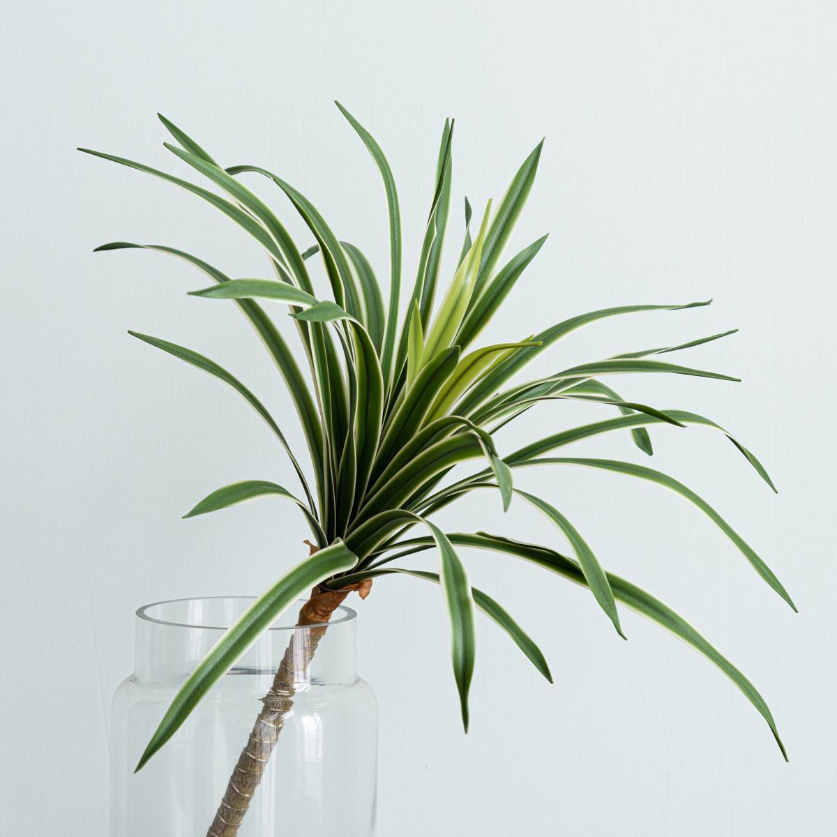 Variegated Yucca Stem Green – image 2