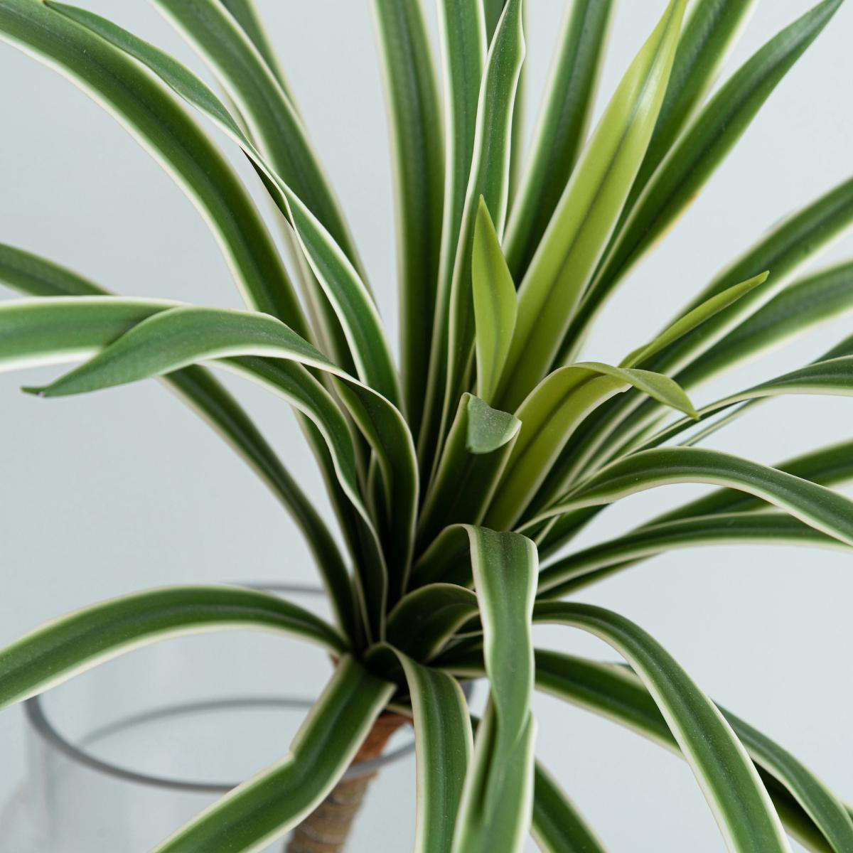 Variegated Yucca Stem Green – image 3