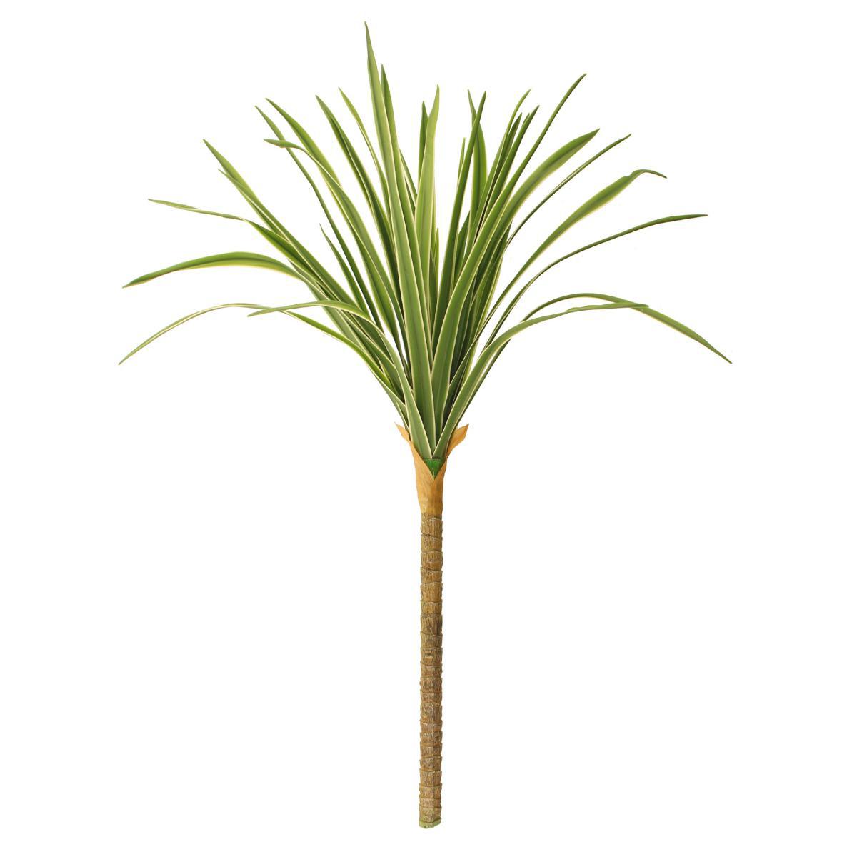 Variegated Yucca Stem Green – image 5