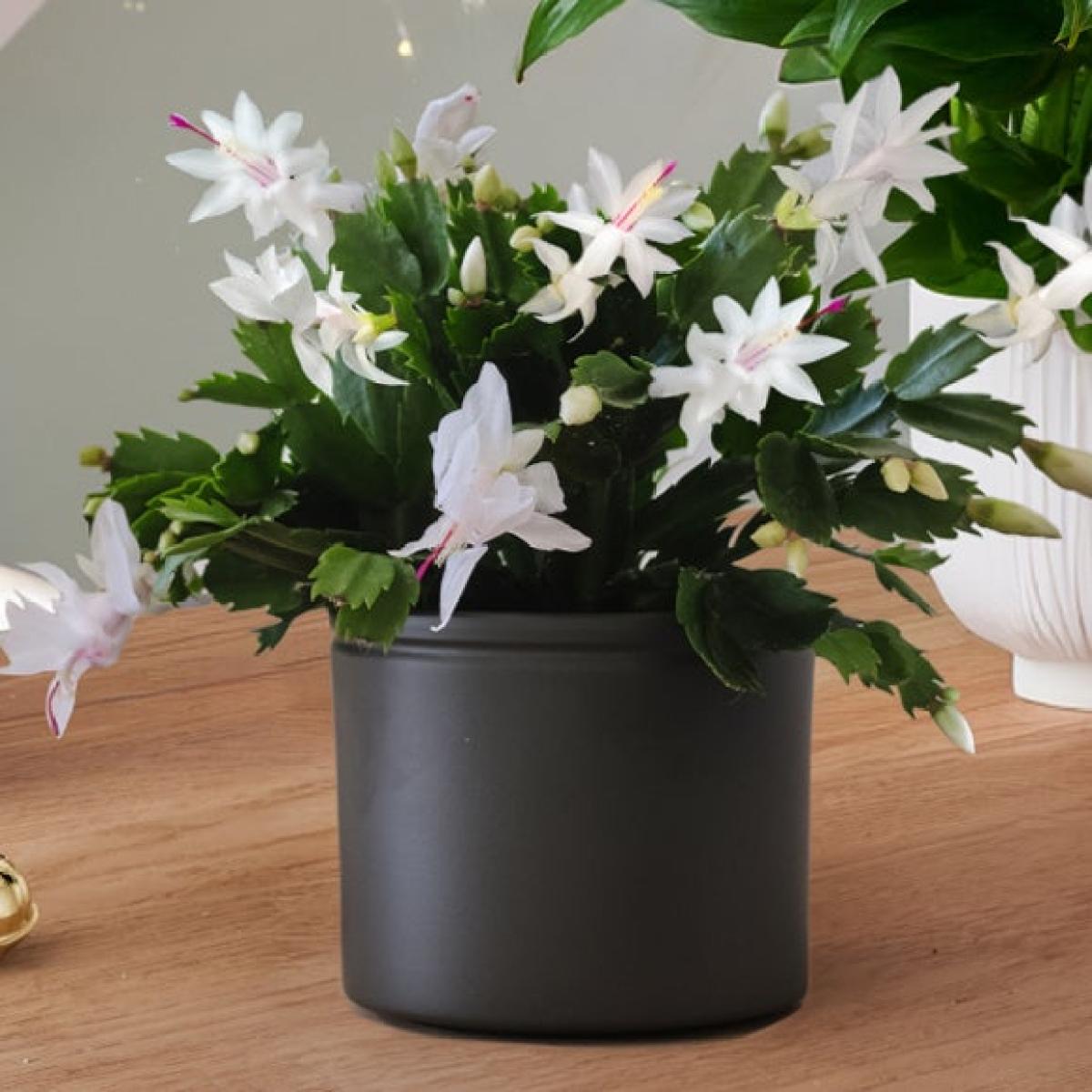 Christmas Cactus Peace Lilly Potted House Plant Bundle – image 2