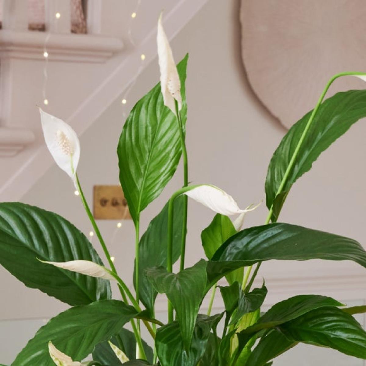 Christmas Cactus Peace Lilly Potted House Plant Bundle – image 3
