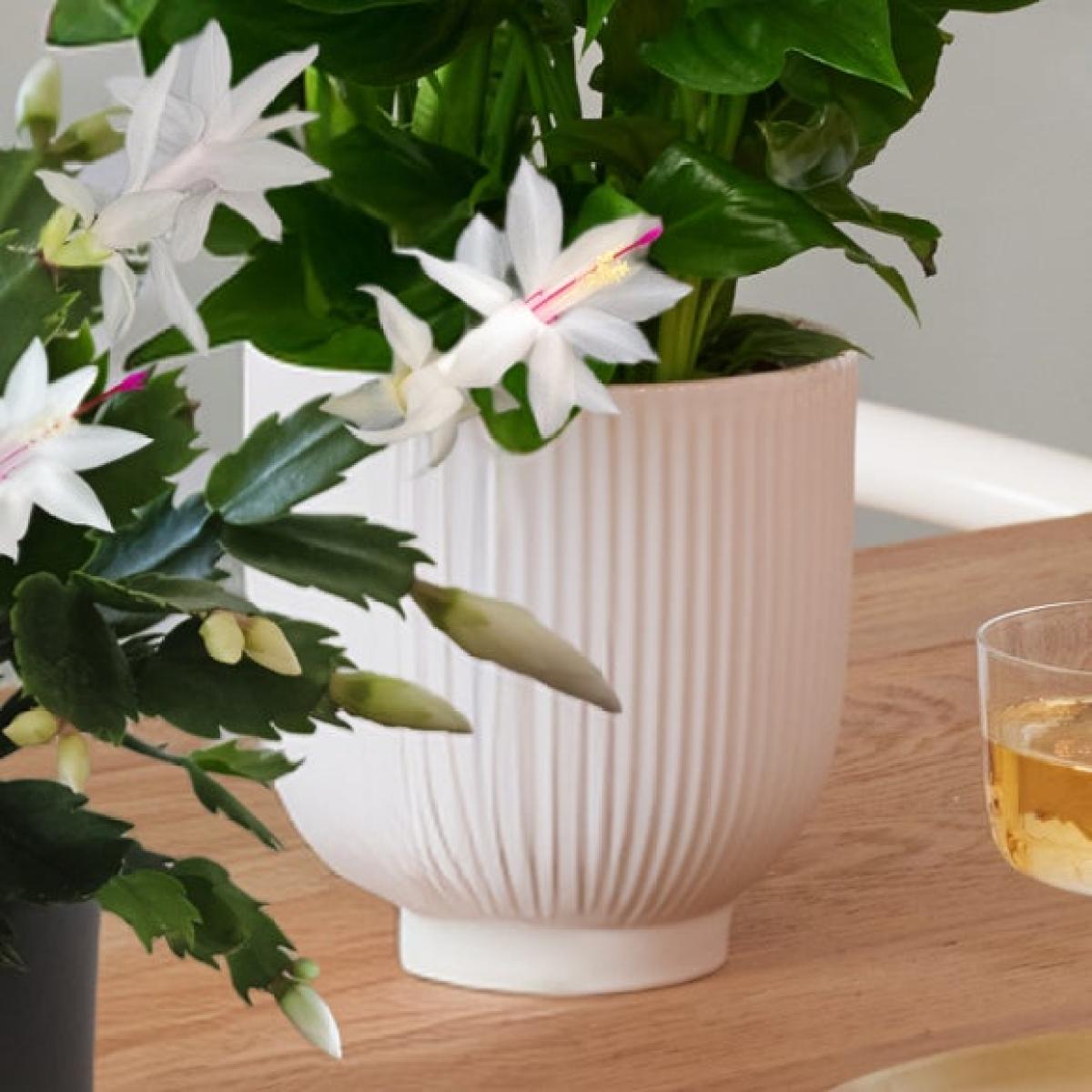 Christmas Cactus Peace Lilly Potted House Plant Bundle – image 4