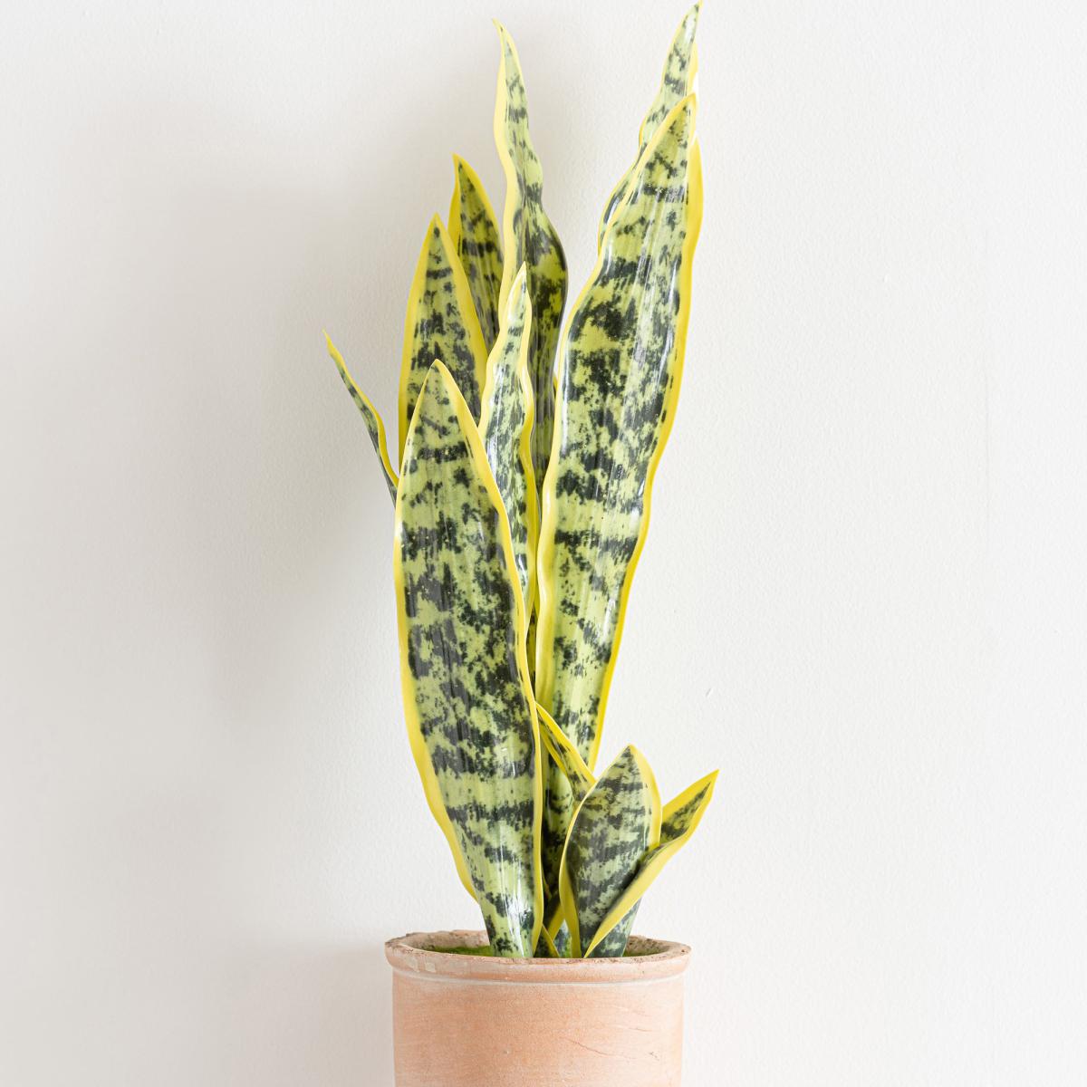 Sansevieria in Terracotta Pot Green – image 2