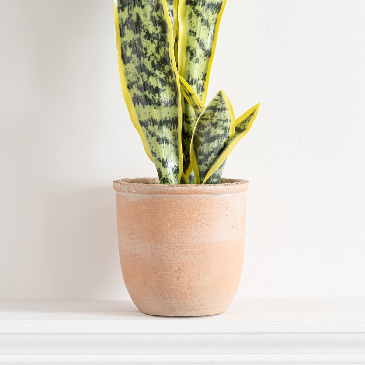 Sansevieria in Terracotta Pot Green – image 3