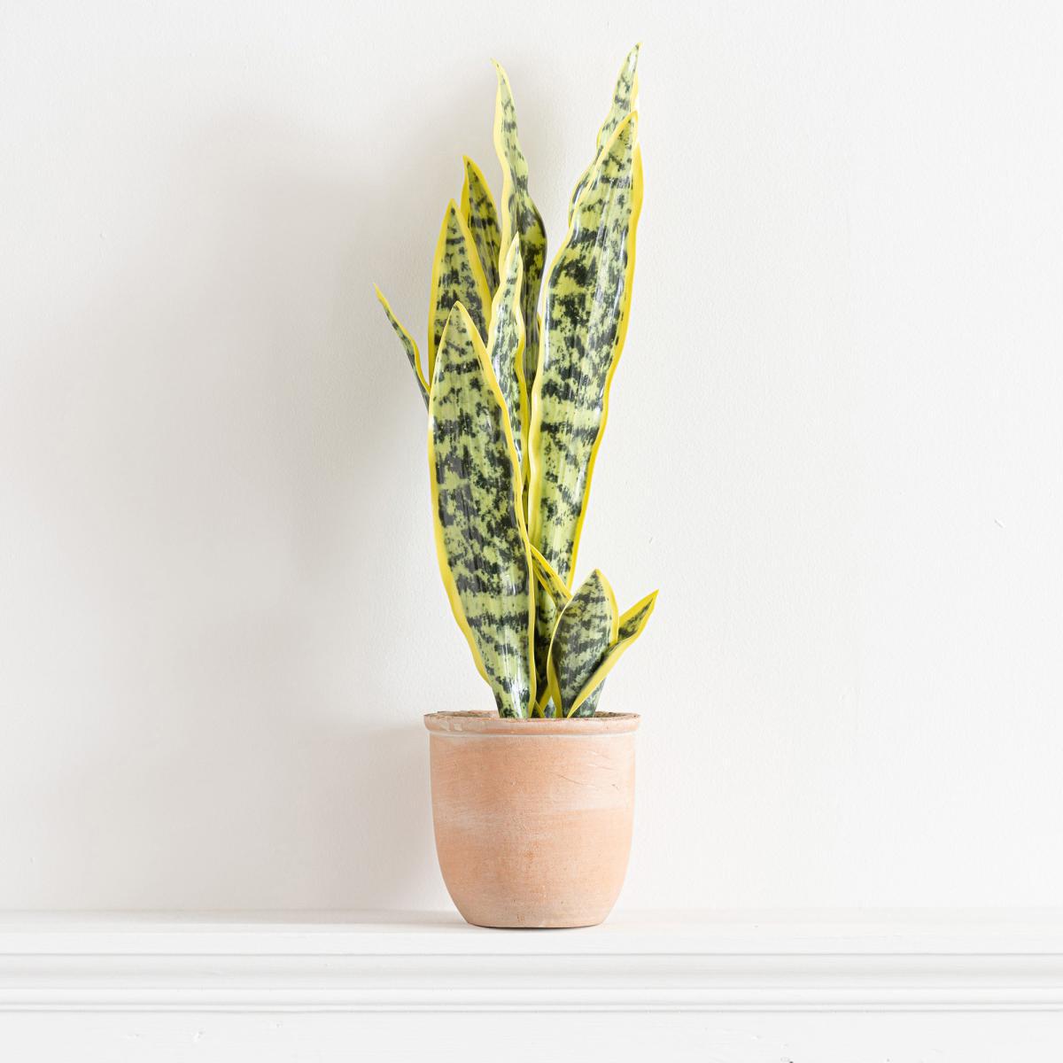 Sansevieria in Terracotta Pot Green – image 4