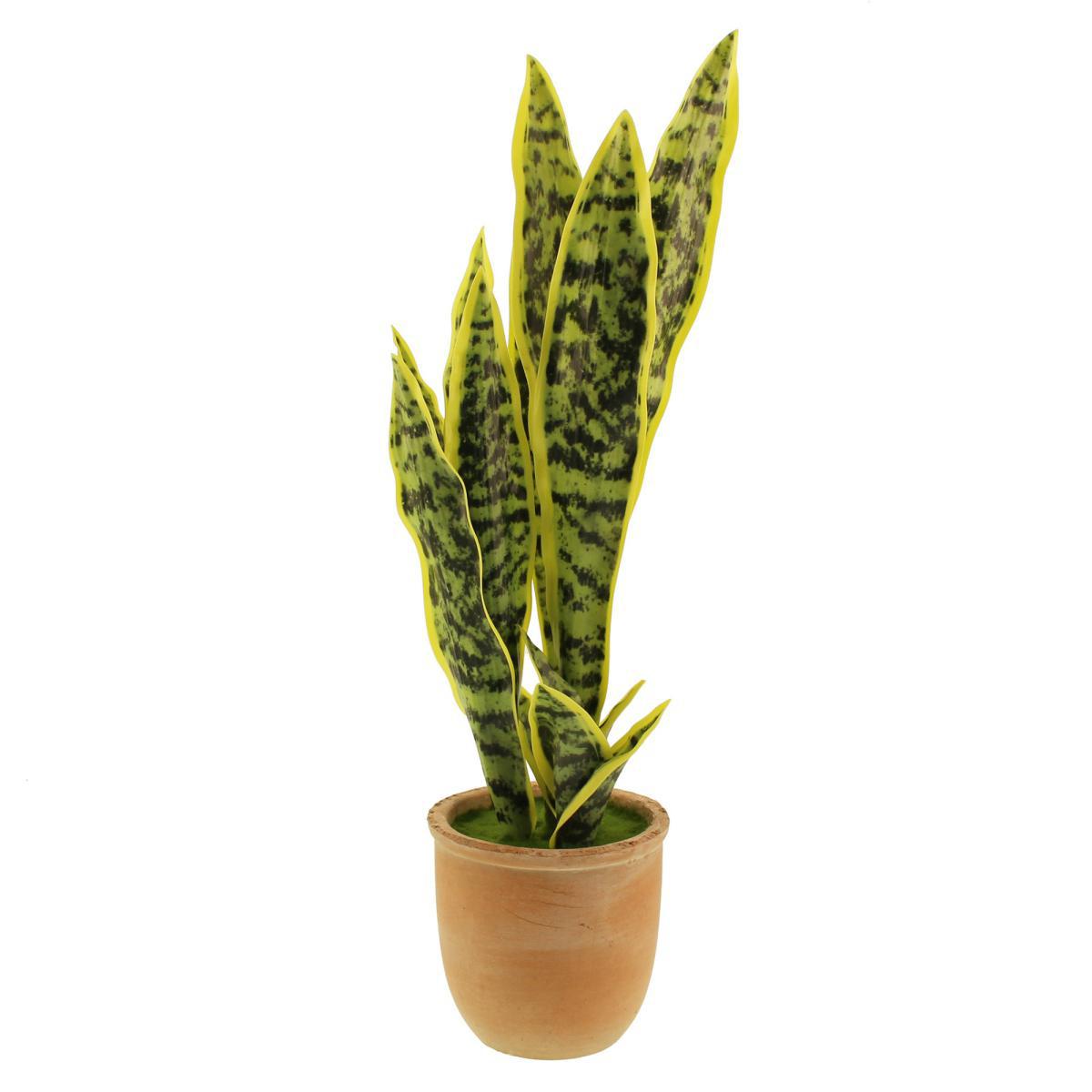 Sansevieria in Terracotta Pot Green – image 5