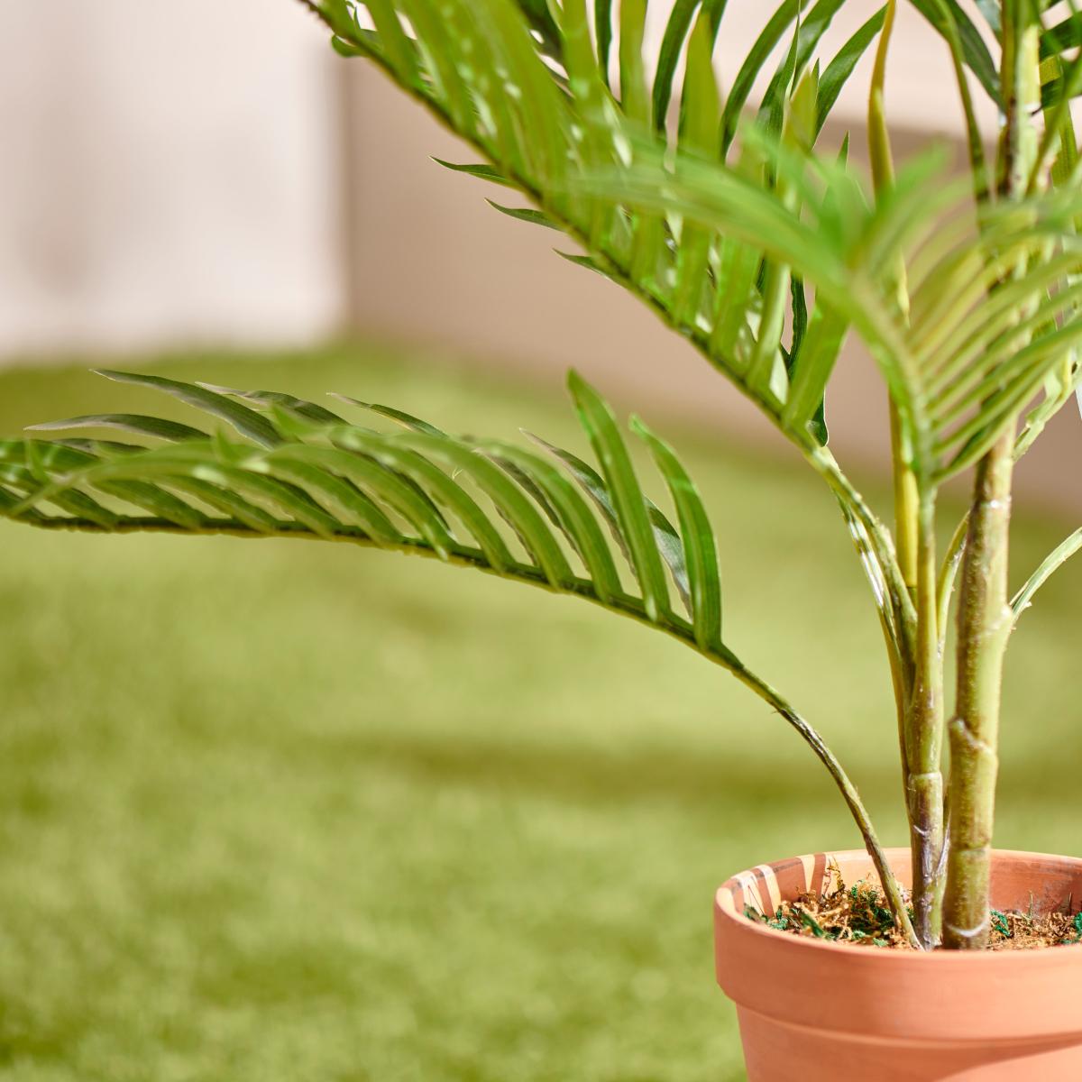 Fern in Terracotta Pot Green – image 2