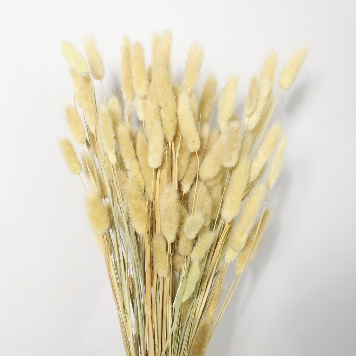 Natural Dried Lagurus Bundle 80g Natural – image 2