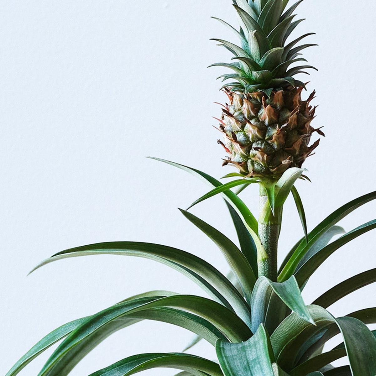 Pineapple House Plant in Earthenware Pot Earthenware Oyster – image 2