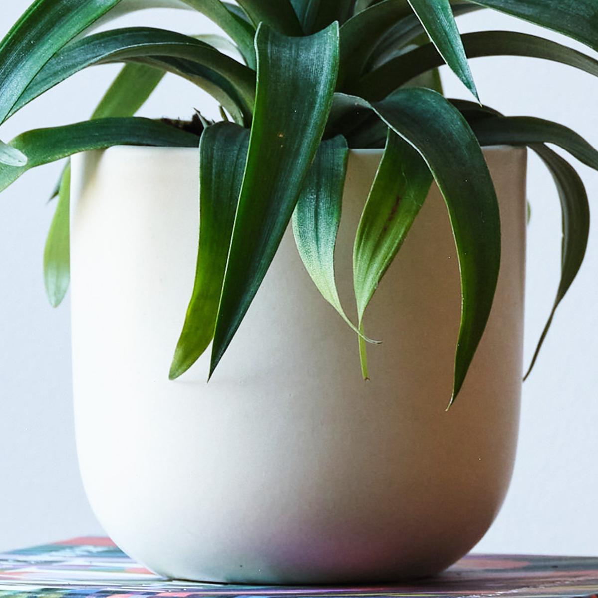 Pineapple House Plant in Earthenware Pot Earthenware Oyster – image 3