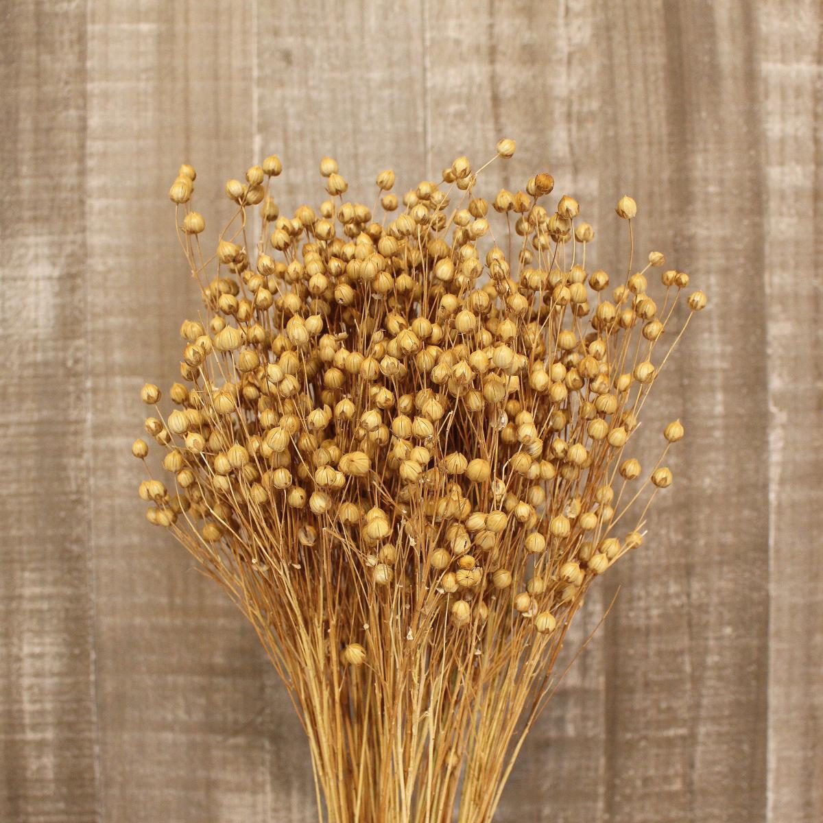 Natural Dried Linum Bundle Undyed Natural – image 2