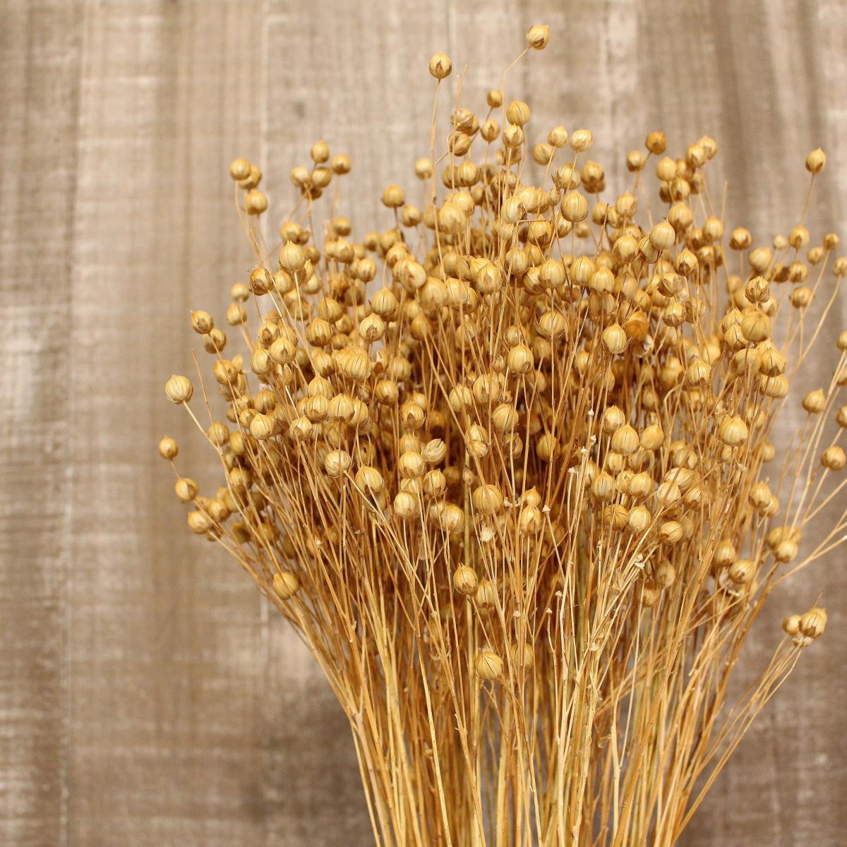 Natural Dried Linum Bundle Undyed Natural – image 3