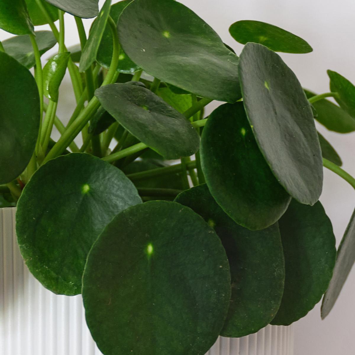 Chinese Money House Plant in Capri Pot Ceramic Light Green – image 2