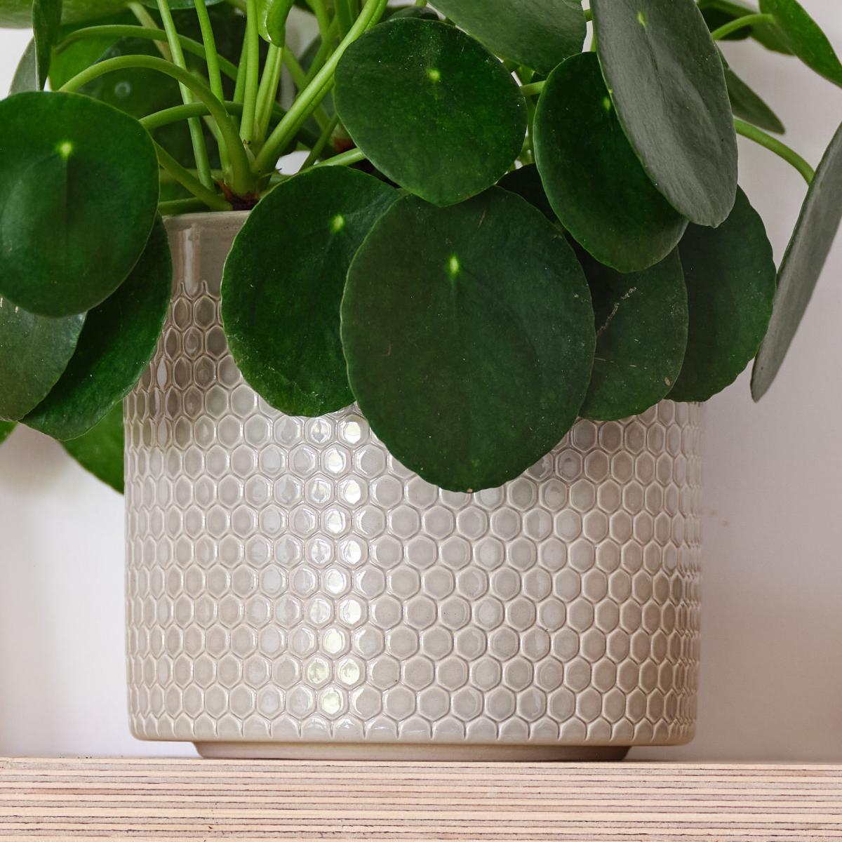 Chinese Money House Plant in Capri Pot Ceramic Light Green – image 3