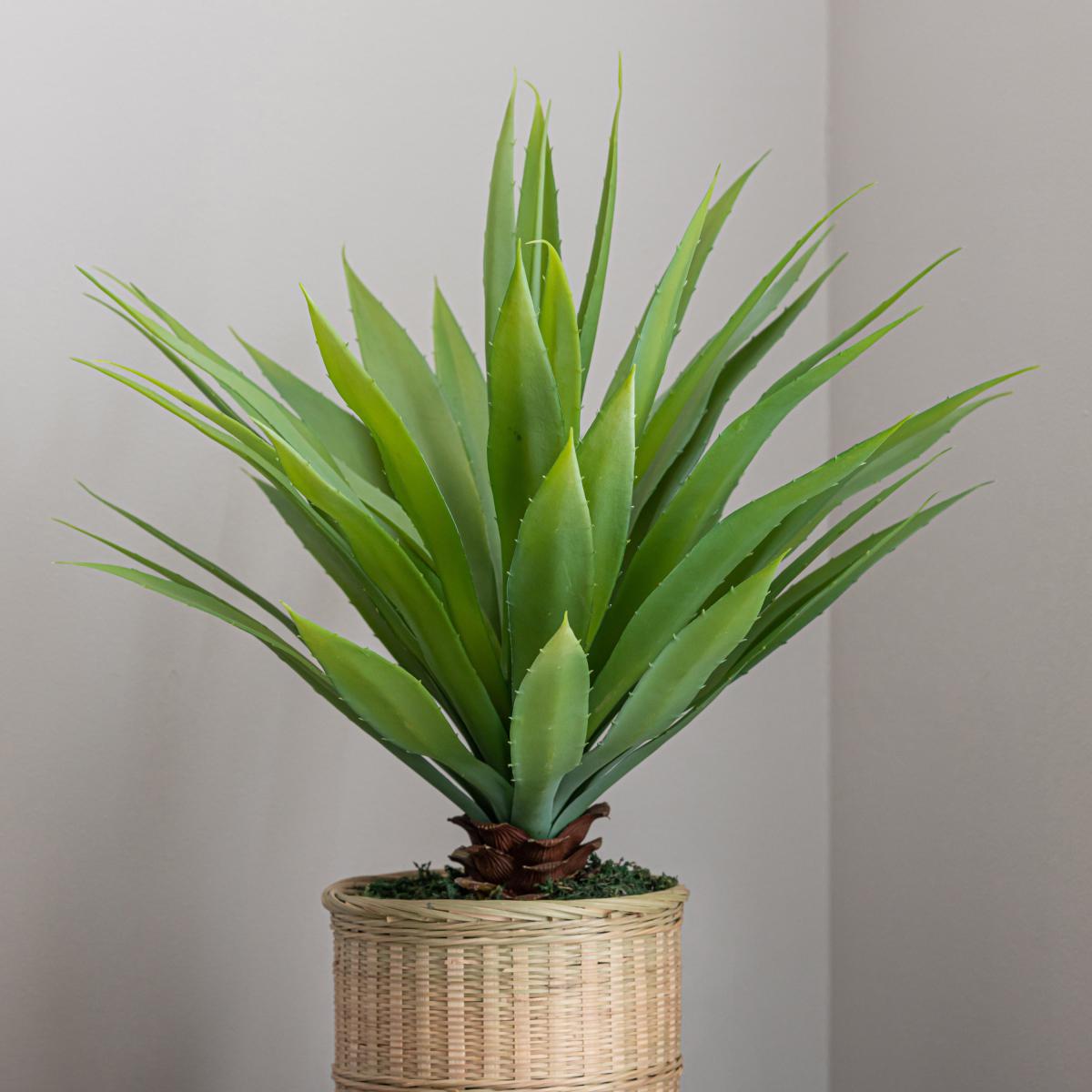 Dracaena in Bamboo Basket Natural – image 2