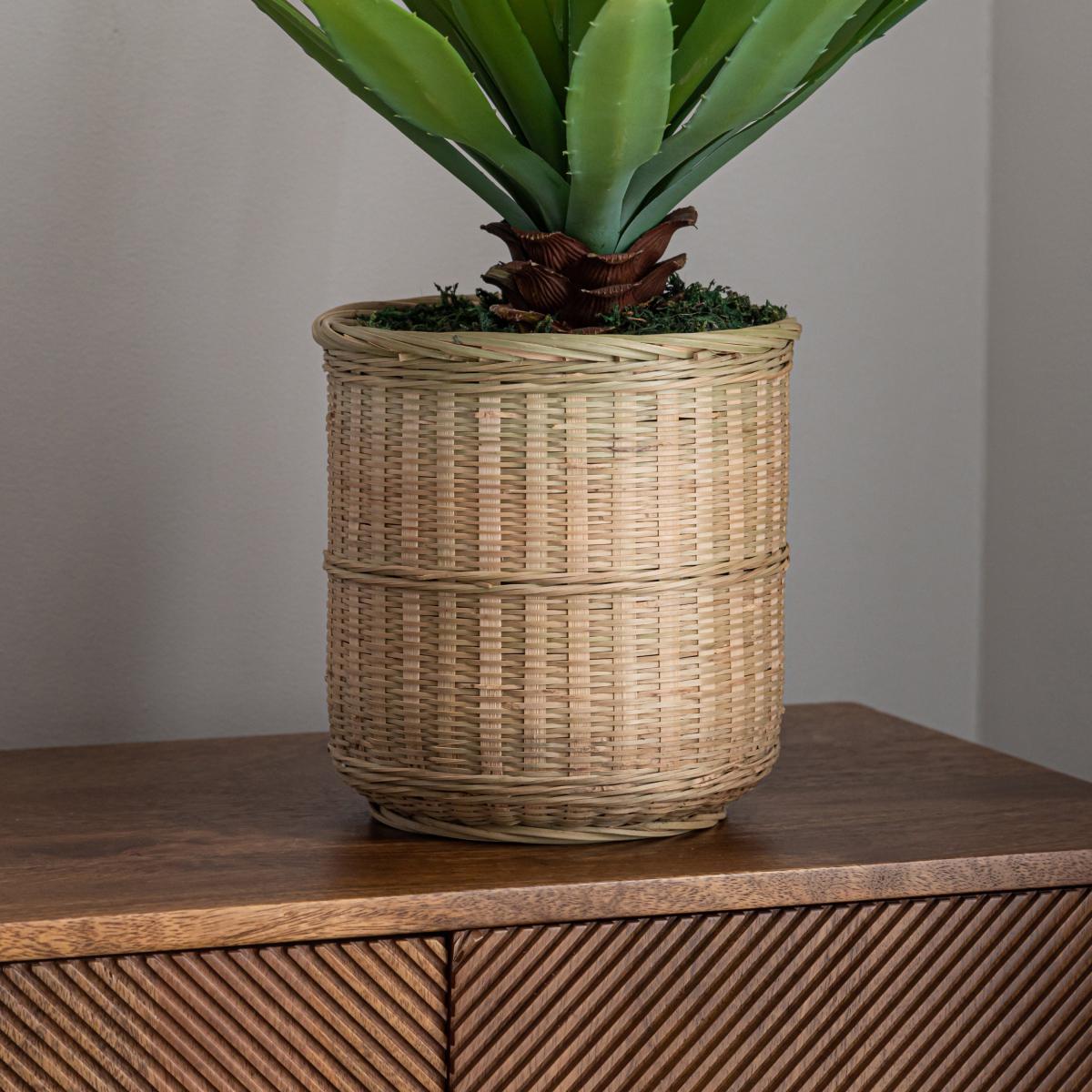 Dracaena in Bamboo Basket Natural – image 3
