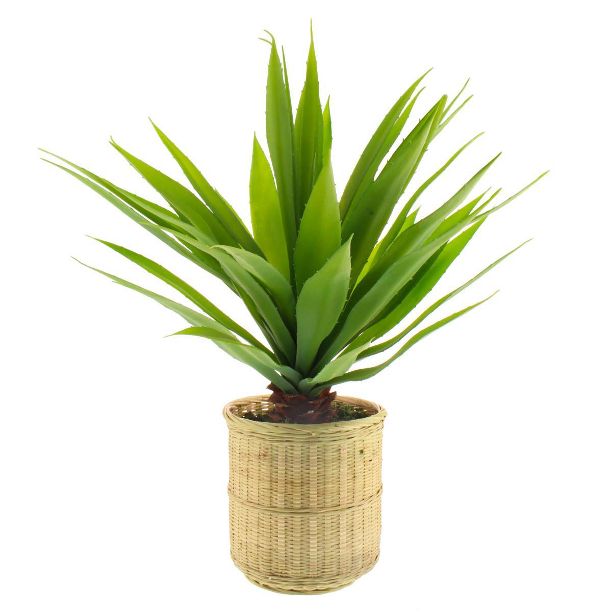 Dracaena in Bamboo Basket Natural – image 4