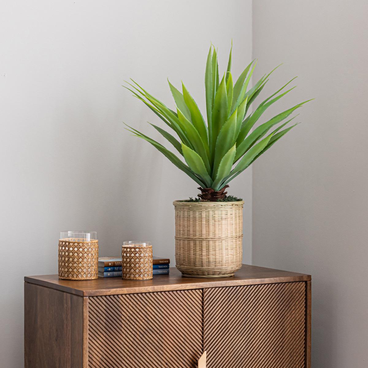 Dracaena in Bamboo Basket Natural – image 1