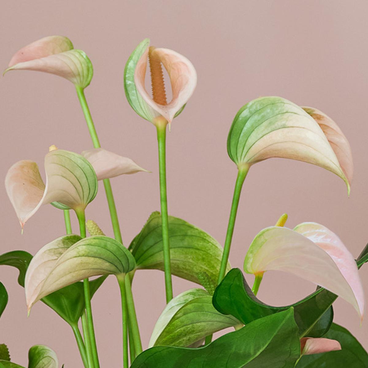 Peach Anthurium House Plant in Capri Pot Ceramic Light Green – image 2
