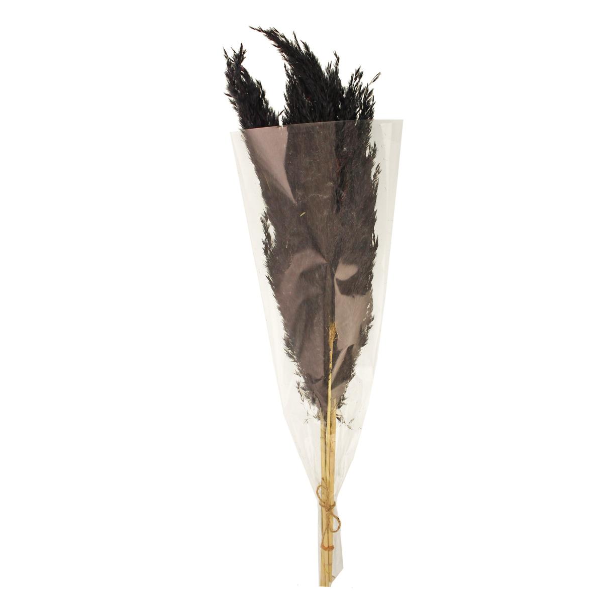 Black Real Pampas Grass Bundle 75cm Black – image 3