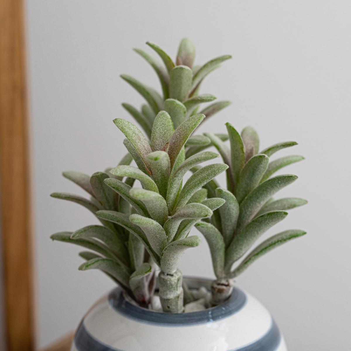 Coastal Artificial Succulent in Blue Banded Ceramic Pot Green/White – image 2
