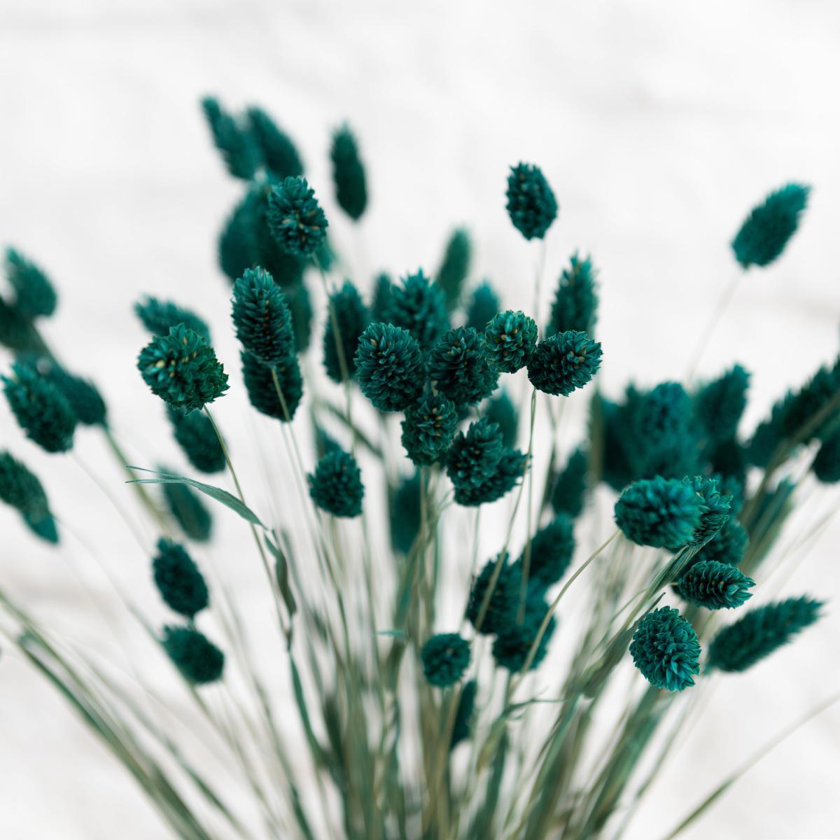 Teal Dried Phalaris Bundle Teal (Blue) – image 3