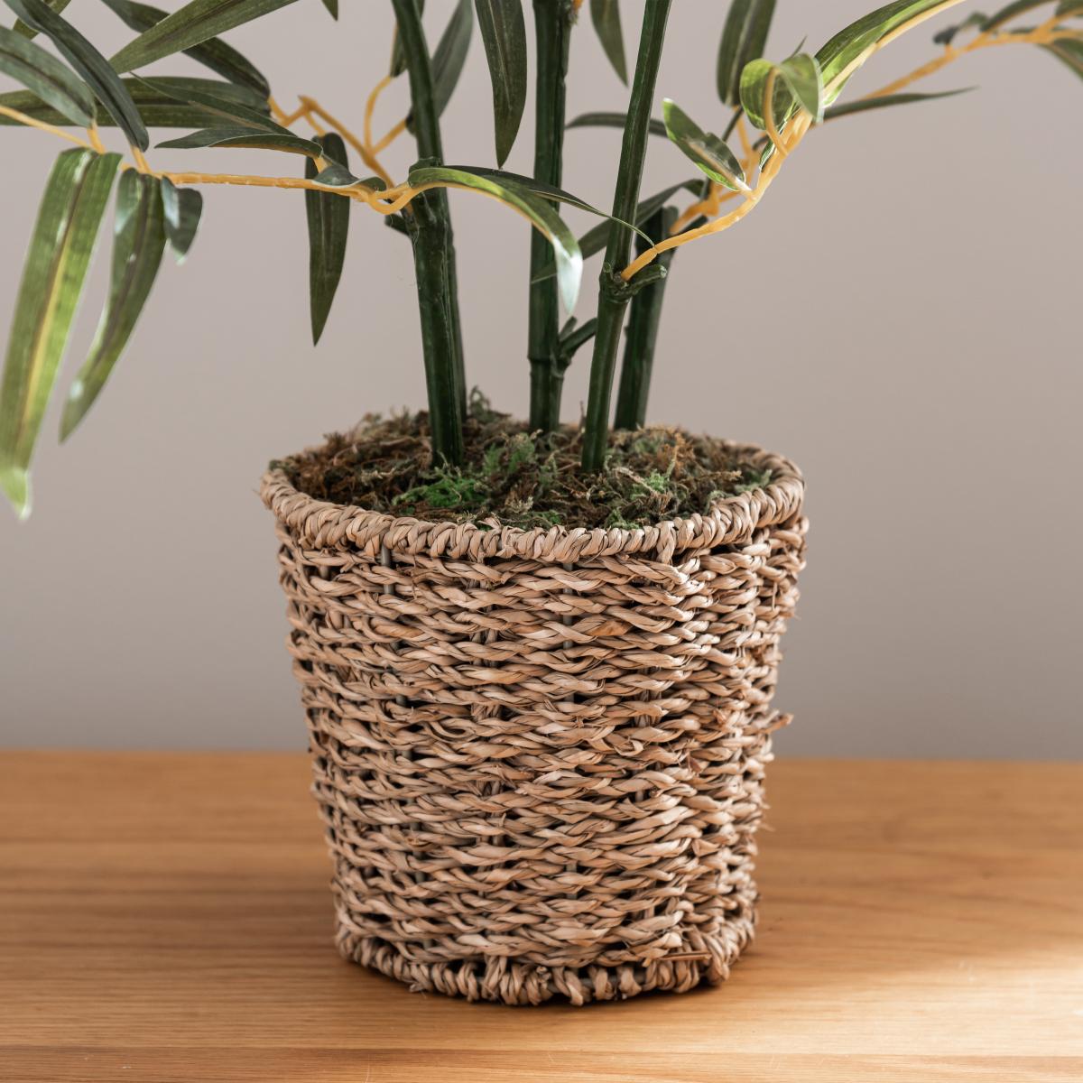 Tabletop Bamboo in Basket Pot Green – image 4