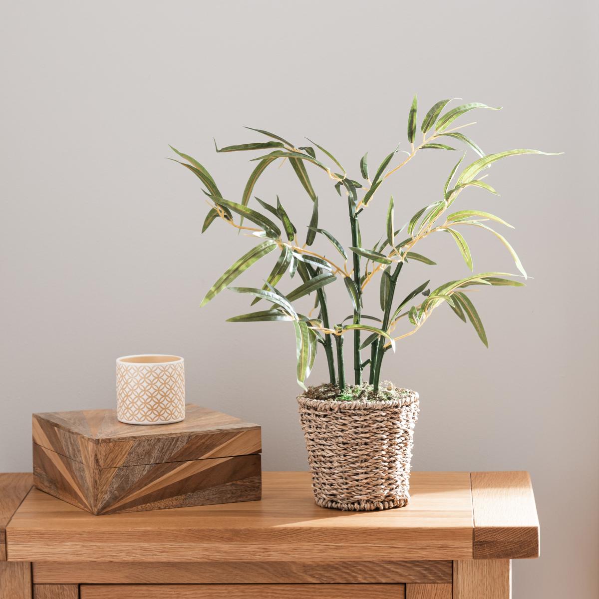 Tabletop Bamboo in Basket Pot Green – image 1