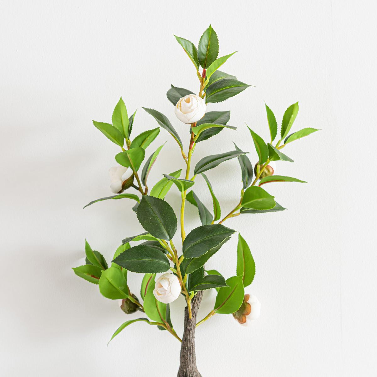 Camellia Tree in Terracotta Planter 50cm Off-White – image 2