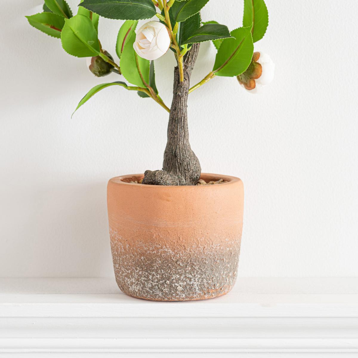 Camellia Tree in Terracotta Planter 50cm Off-White – image 3