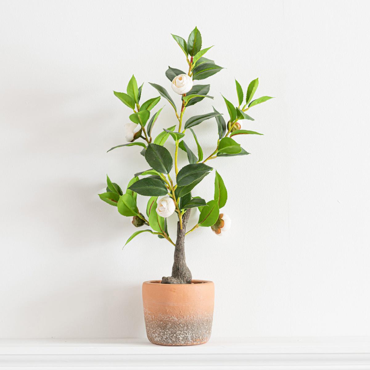 Camellia Tree in Terracotta Planter 50cm Off-White – image 4