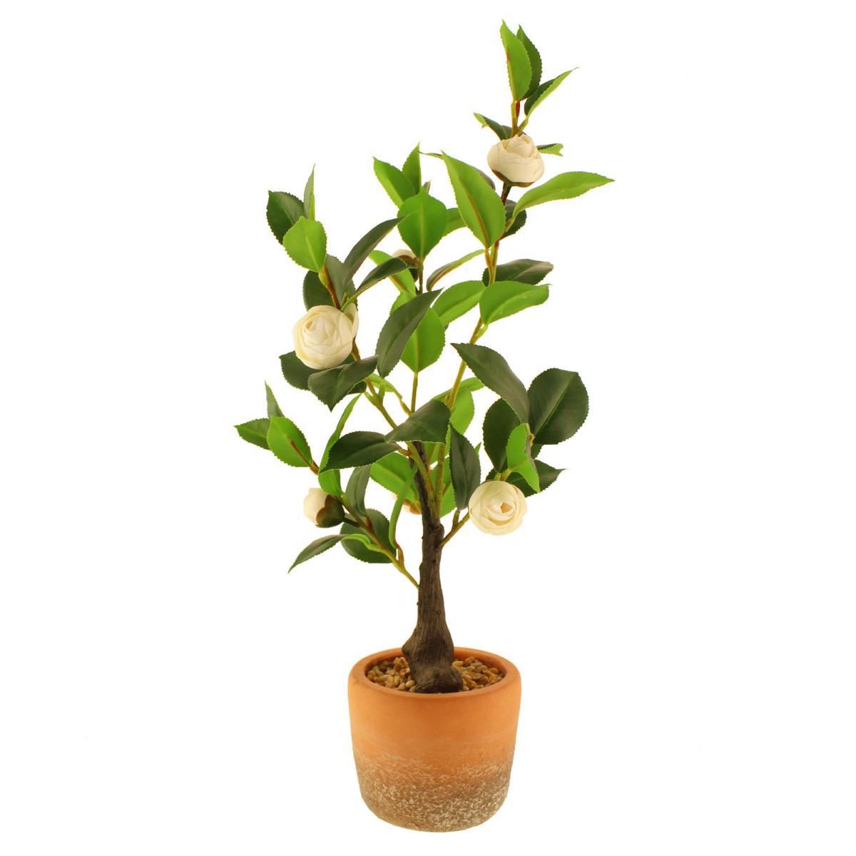 Camellia Tree in Terracotta Planter 50cm Off-White – image 5