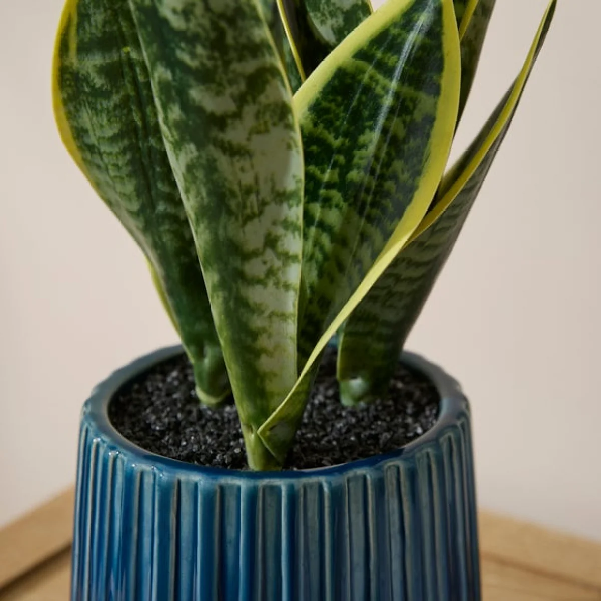 Artificial Snake Plant in Ribbed Blue Glazed Ceramic Plant Pot – image 2