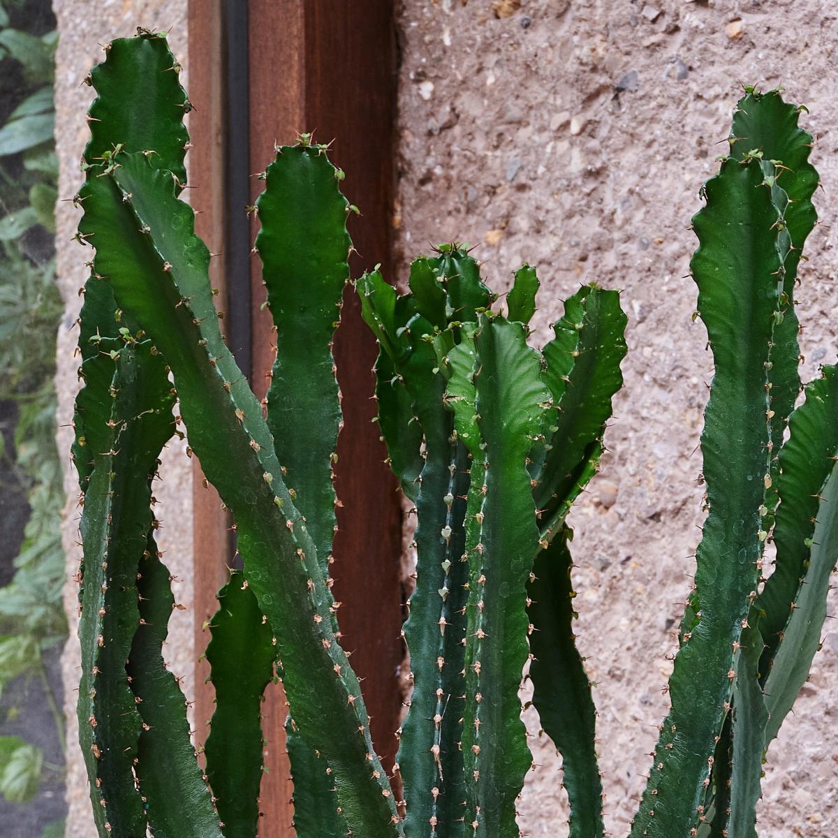 Beards & Daisies Euphorbia Triangularis House Plant Green – image 2