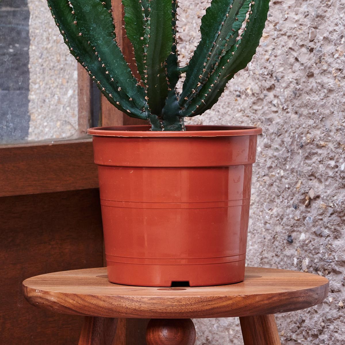 Beards & Daisies Euphorbia Triangularis House Plant Green – image 3