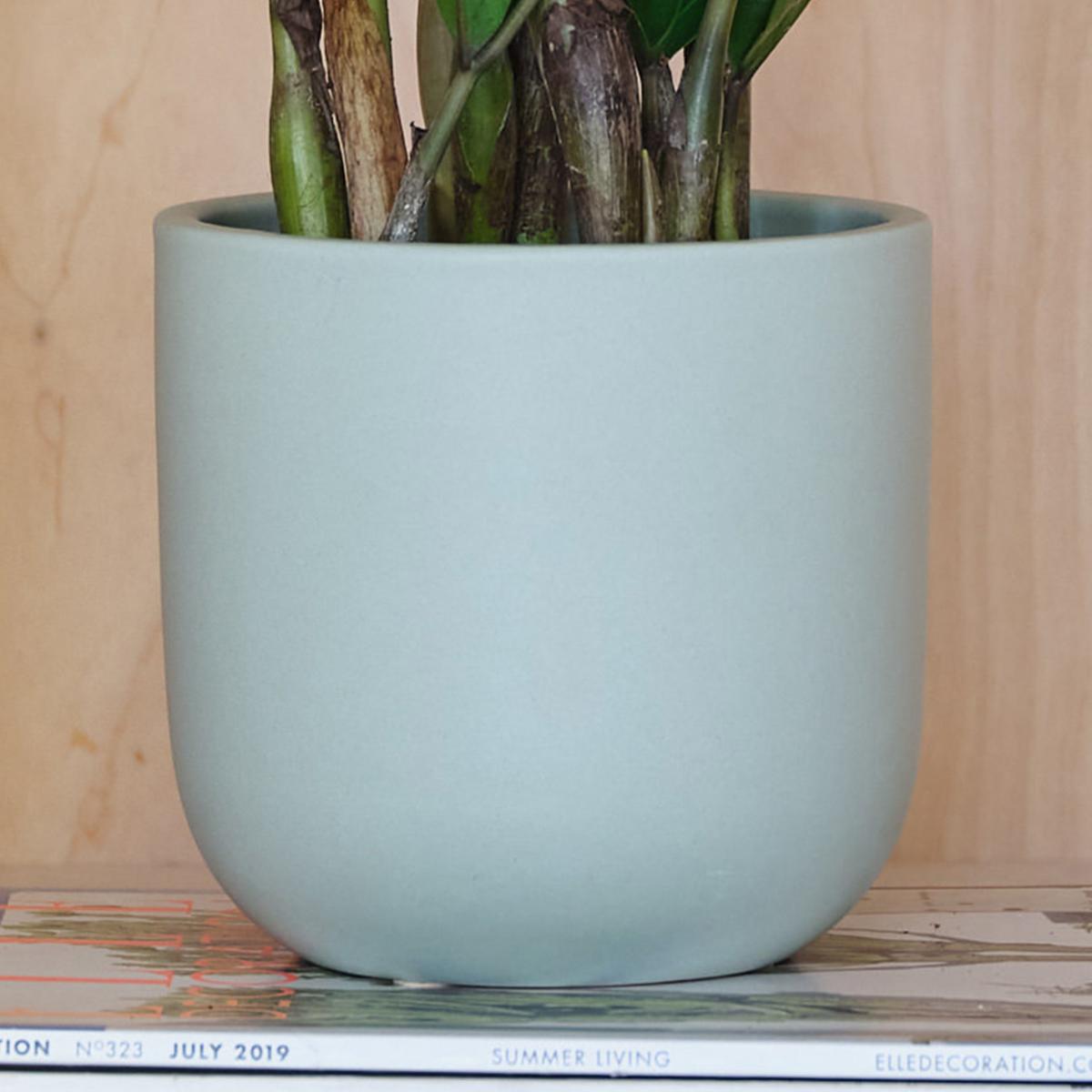 ZZ House Plant in Earthenware Pot Earthenware Mint – image 3