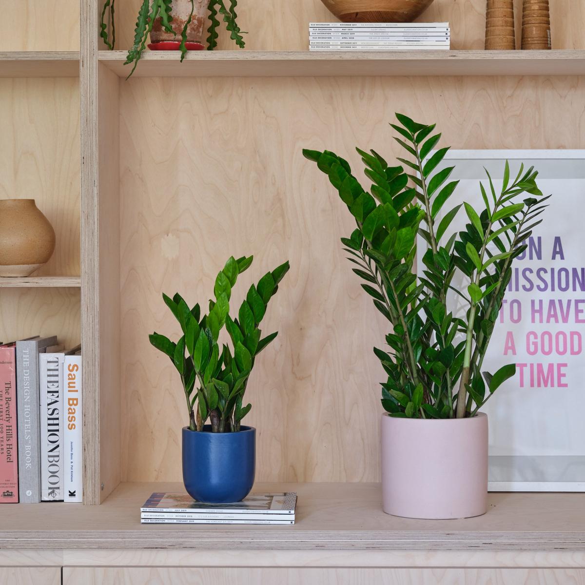 ZZ House Plant in Earthenware Pot Earthenware Mint – image 4