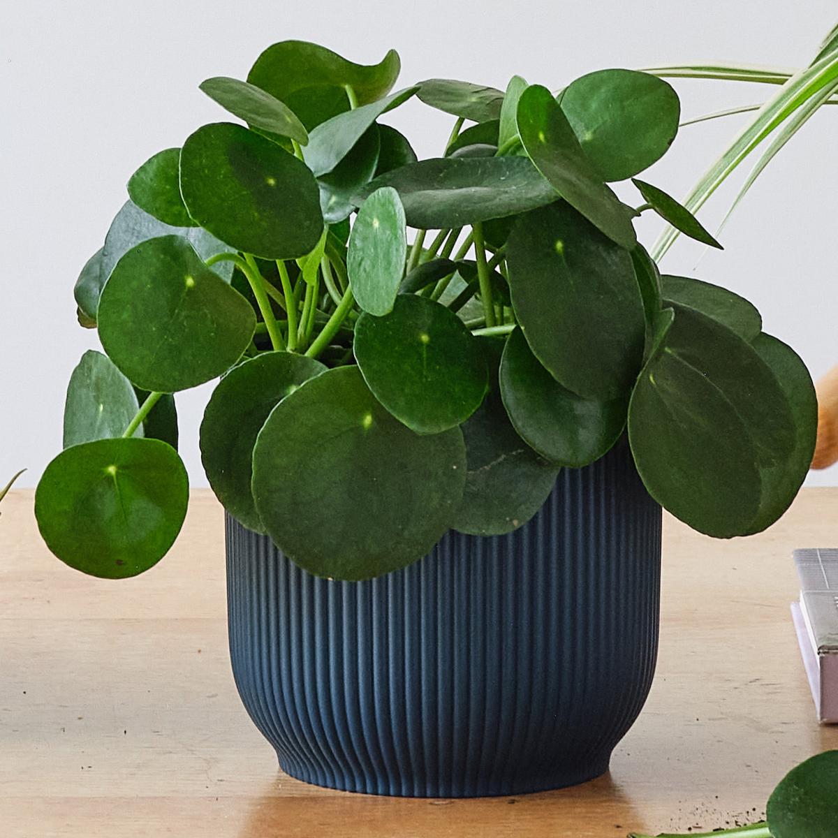 Propagation Potted House Plant Bundle MultiColoured – image 3