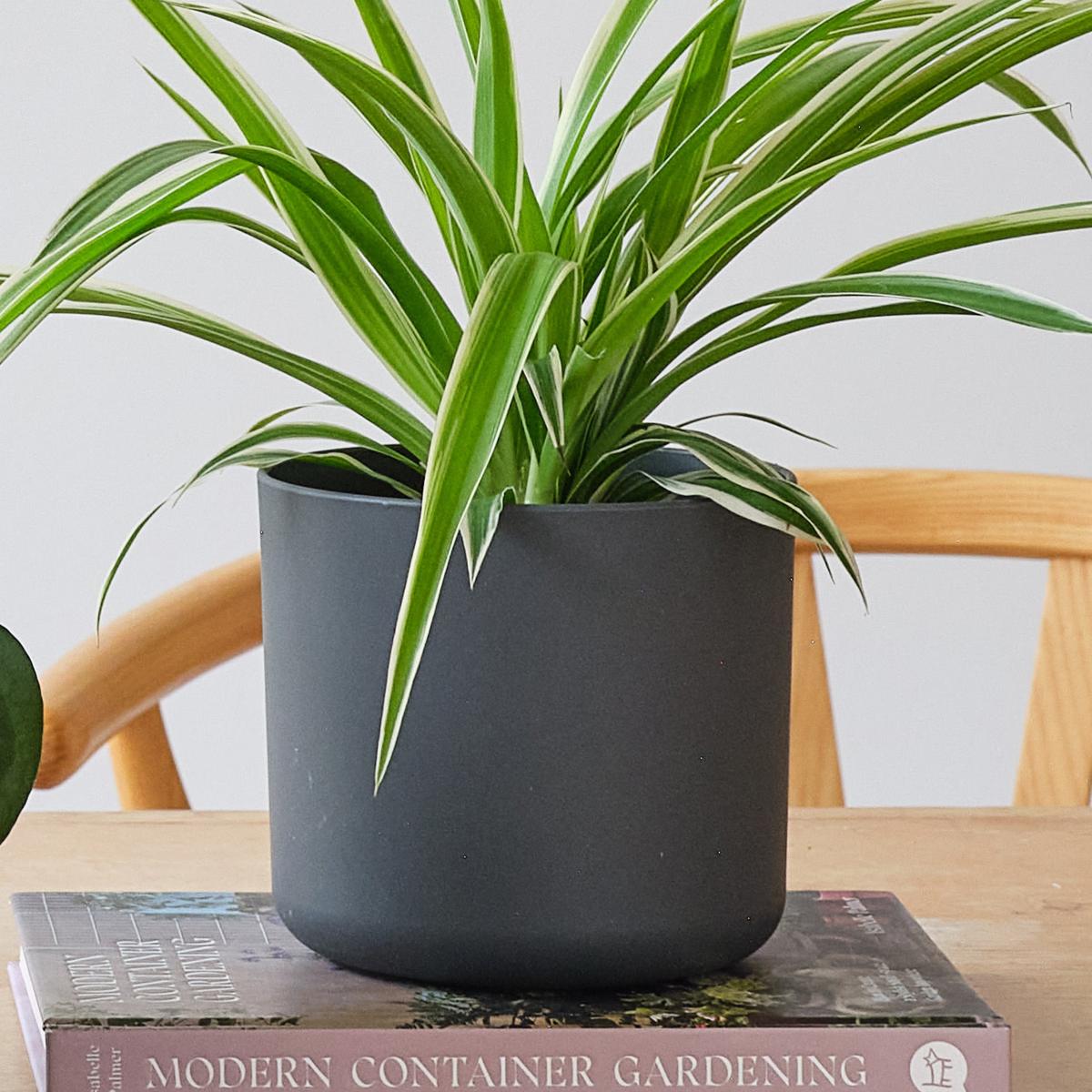 Propagation Potted House Plant Bundle MultiColoured – image 4