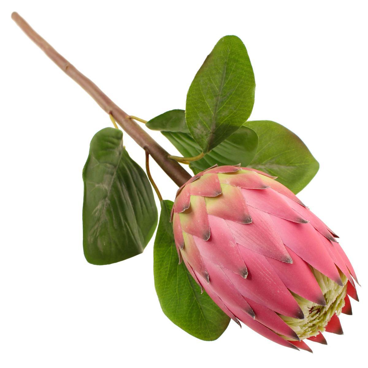 Pink Protea Stem 3 Pack Pink – image 3