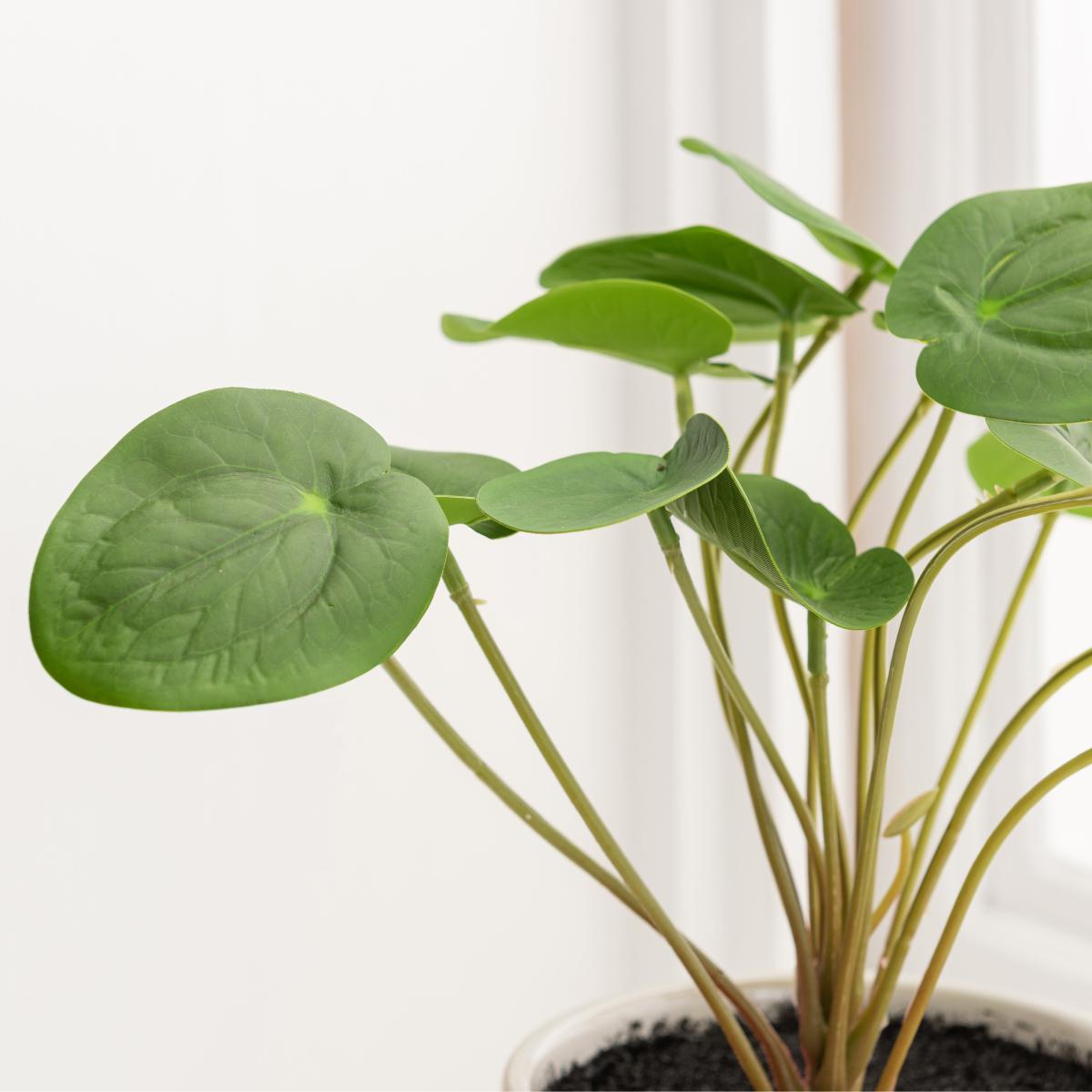 Chinese Money Plant Reactive Glaze Green – image 2