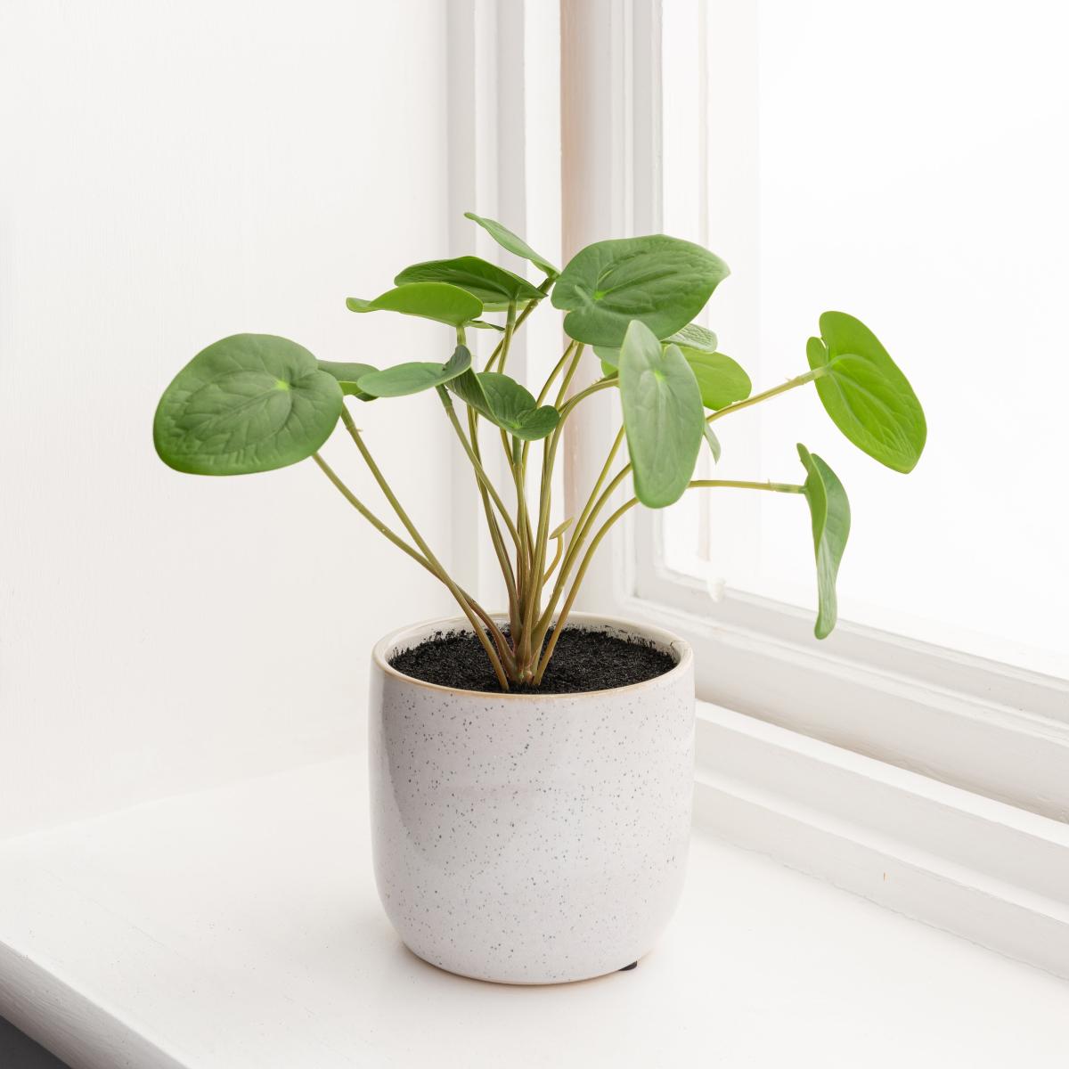 Chinese Money Plant Reactive Glaze Green – image 4