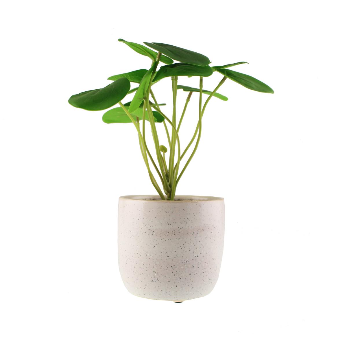 Chinese Money Plant Reactive Glaze Green – image 5