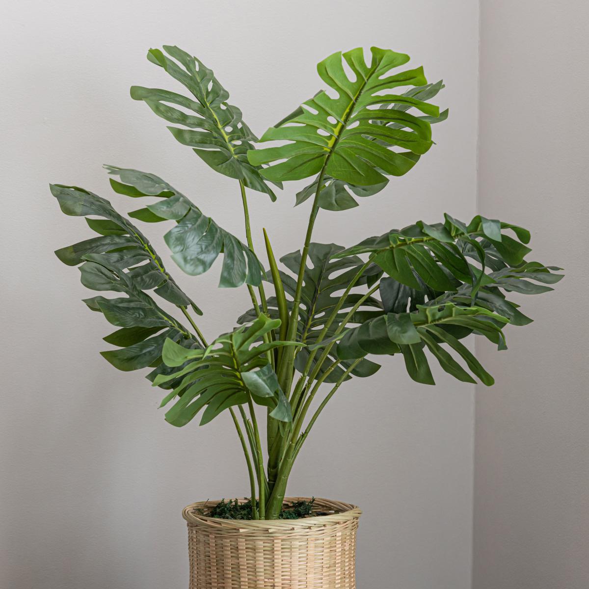 Monstera in Bamboo Basket Natural – image 2
