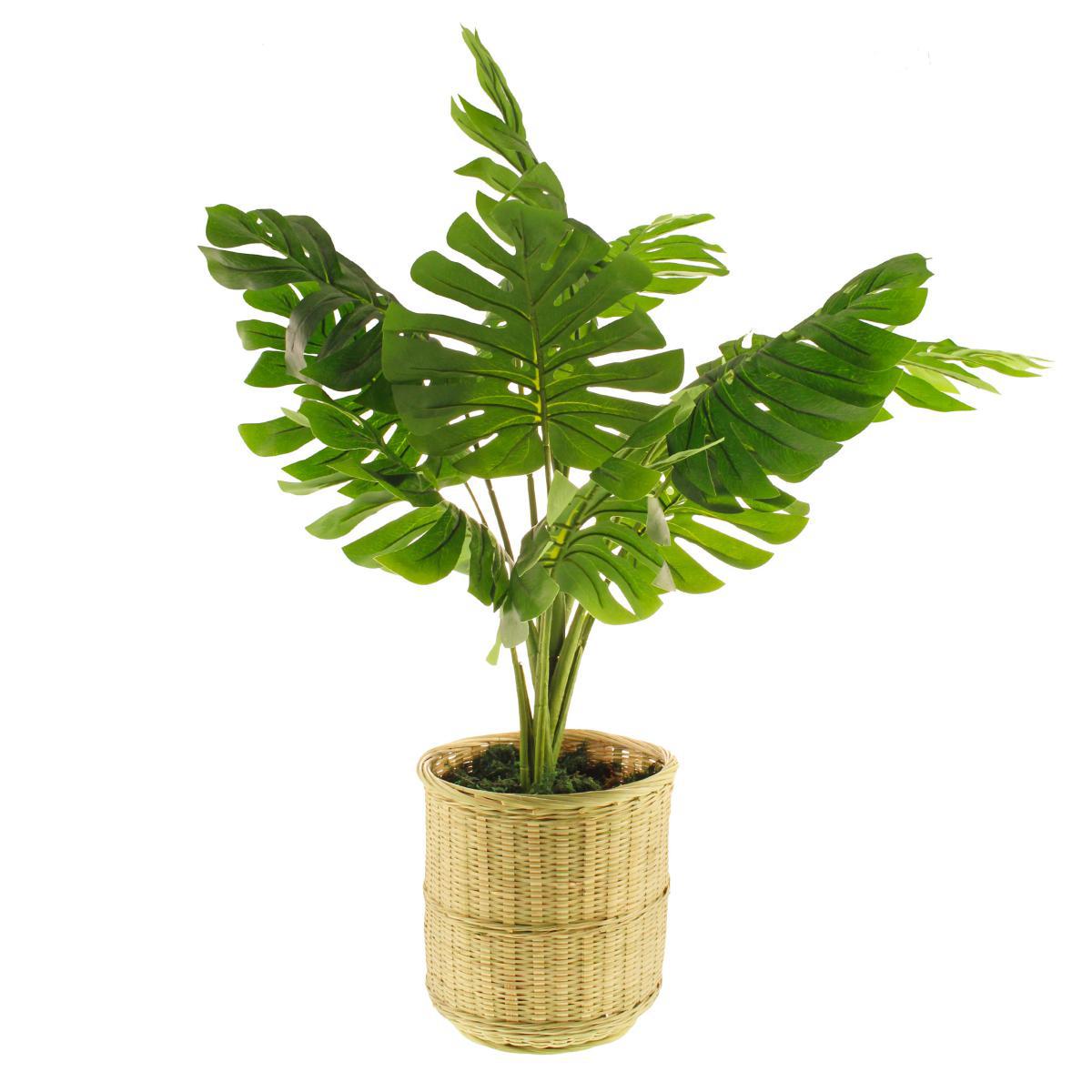 Monstera in Bamboo Basket Natural – image 5