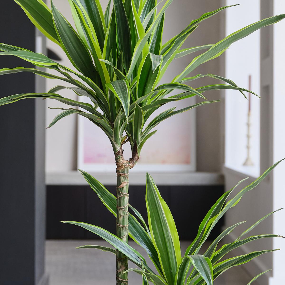 Dracaena Lemon & Lime House Plant in Earthenware Pot Earthenware Oyster – image 2