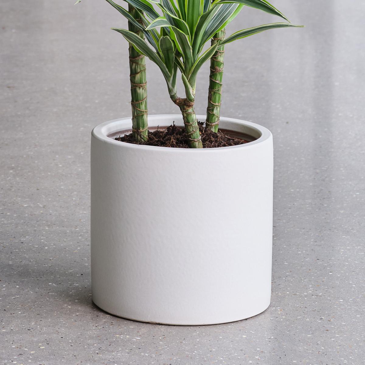 Dracaena Lemon & Lime House Plant in Earthenware Pot Earthenware Oyster – image 3