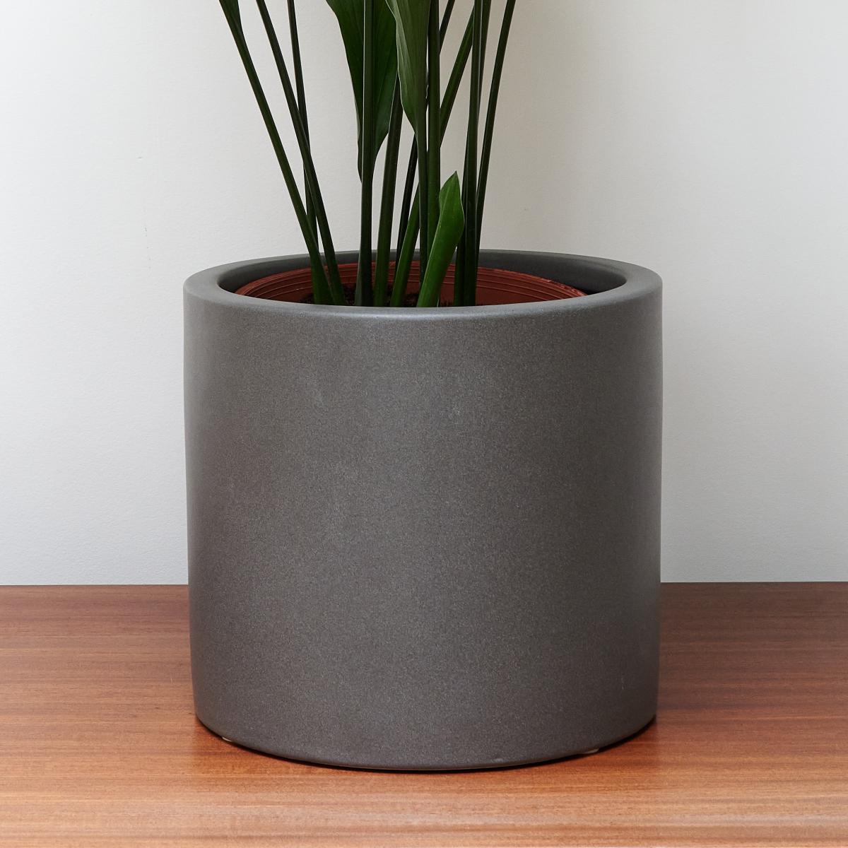 Beards & Daisies Cast Iron House Plant in Earthenware Pot Earthenware Graphite – image 3