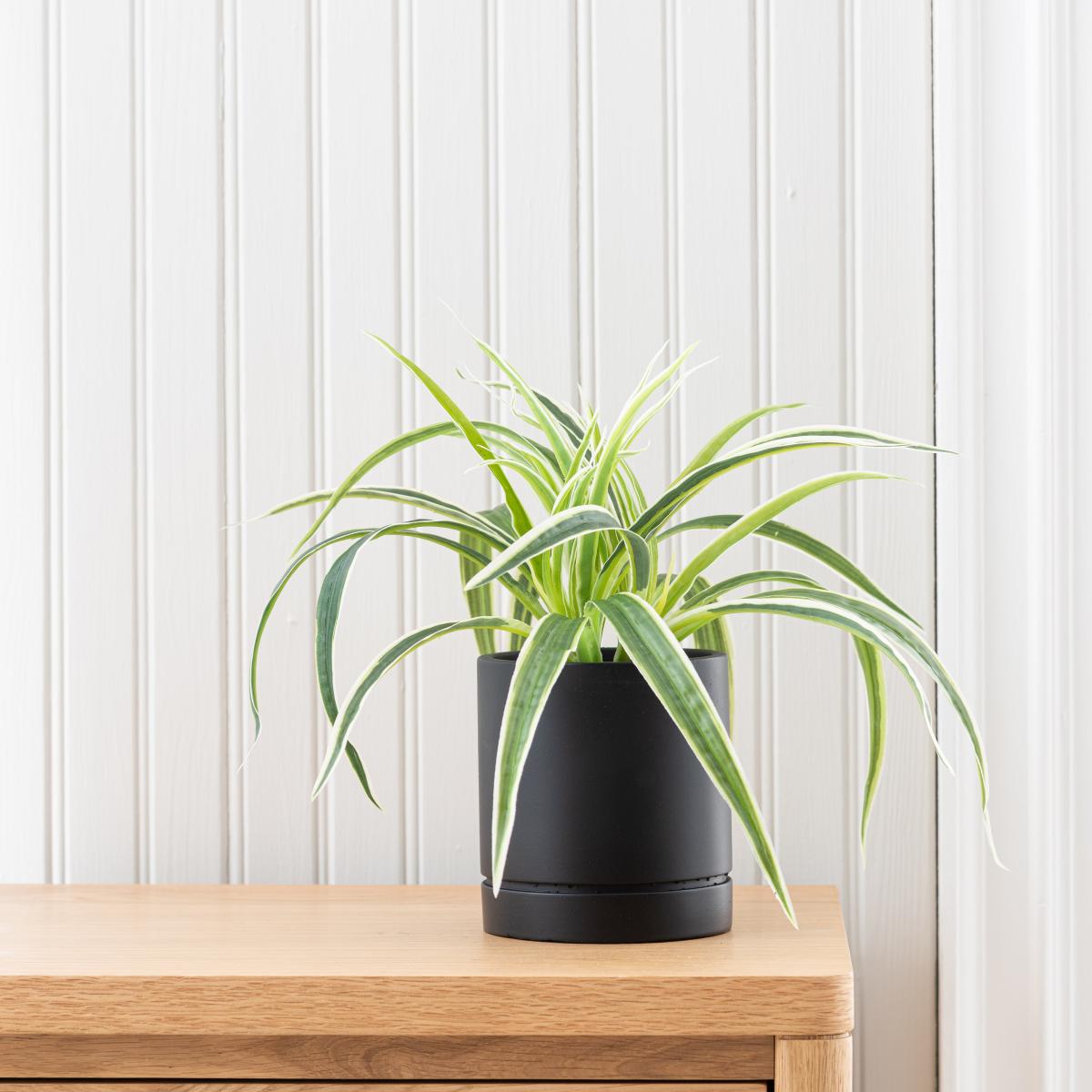 Spider Plant in Black Cement Pot Green – image 2