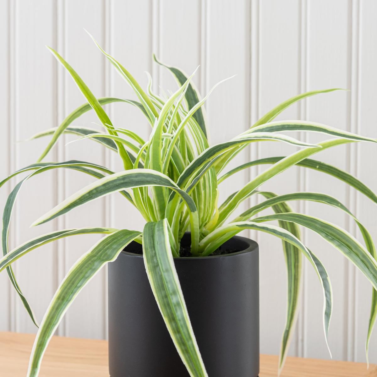 Spider Plant in Black Cement Pot Green – image 3
